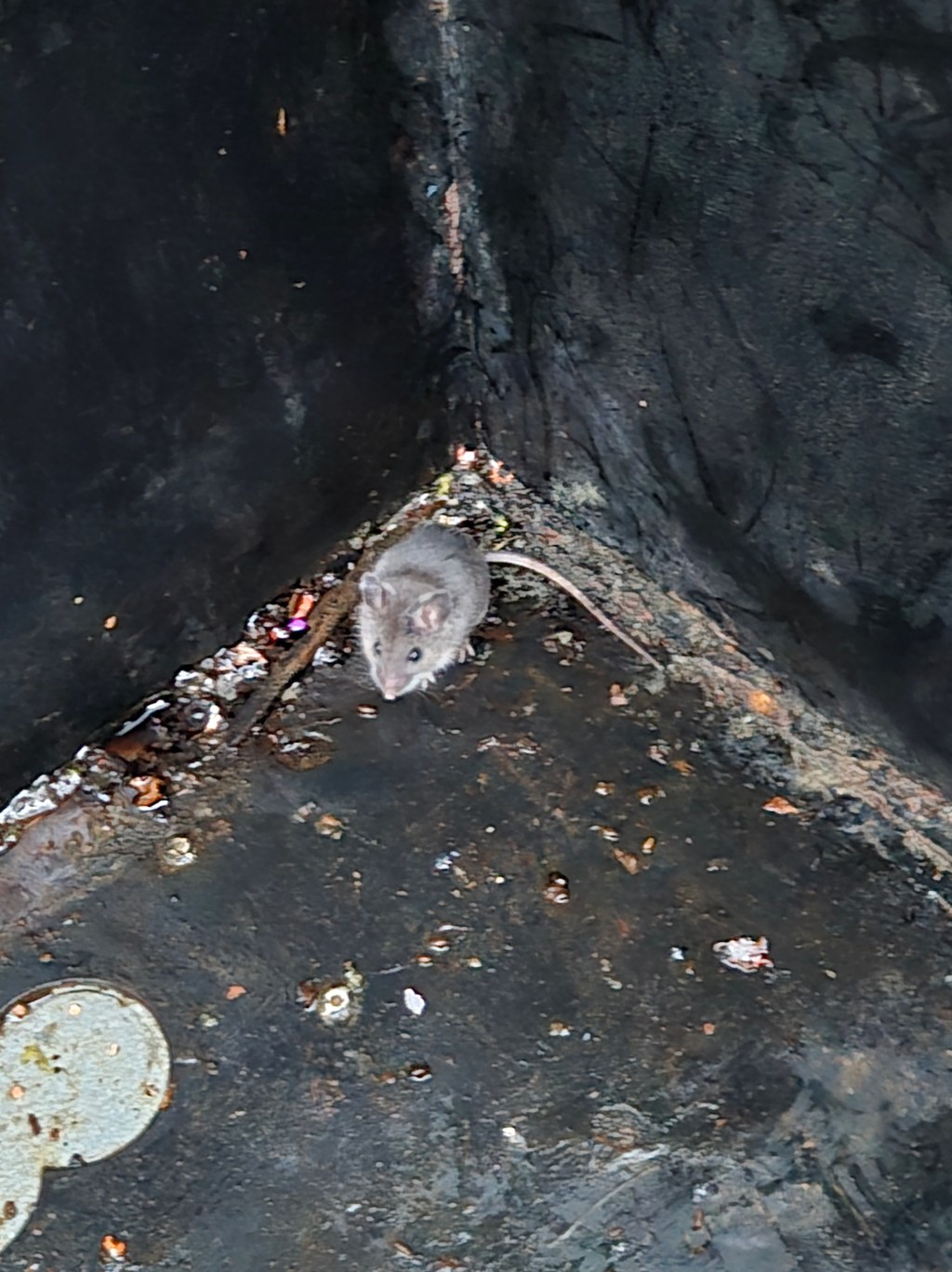 The Pesky 4-legged&nbsp;Enemy