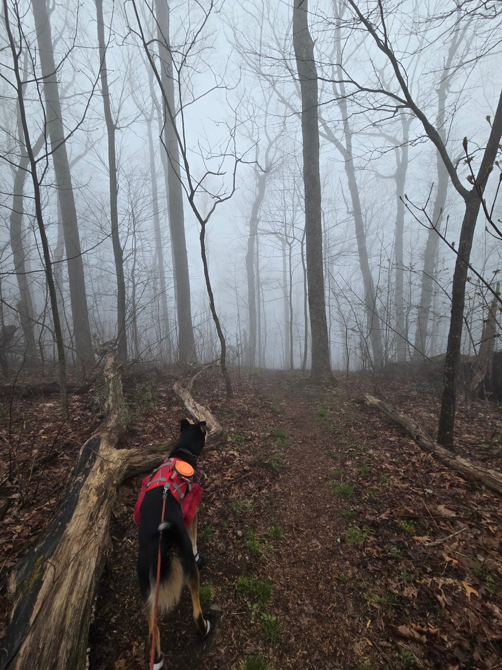 Why Have a Trail When You Can Have&nbsp;Rocks!?