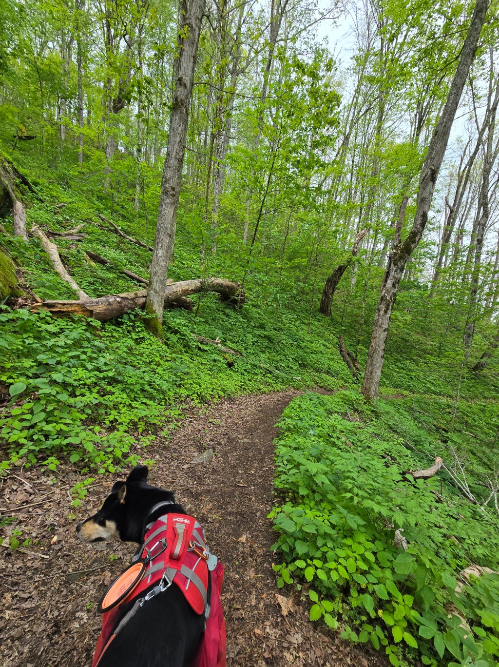 A Brutal Chaffing before the&nbsp;Springs